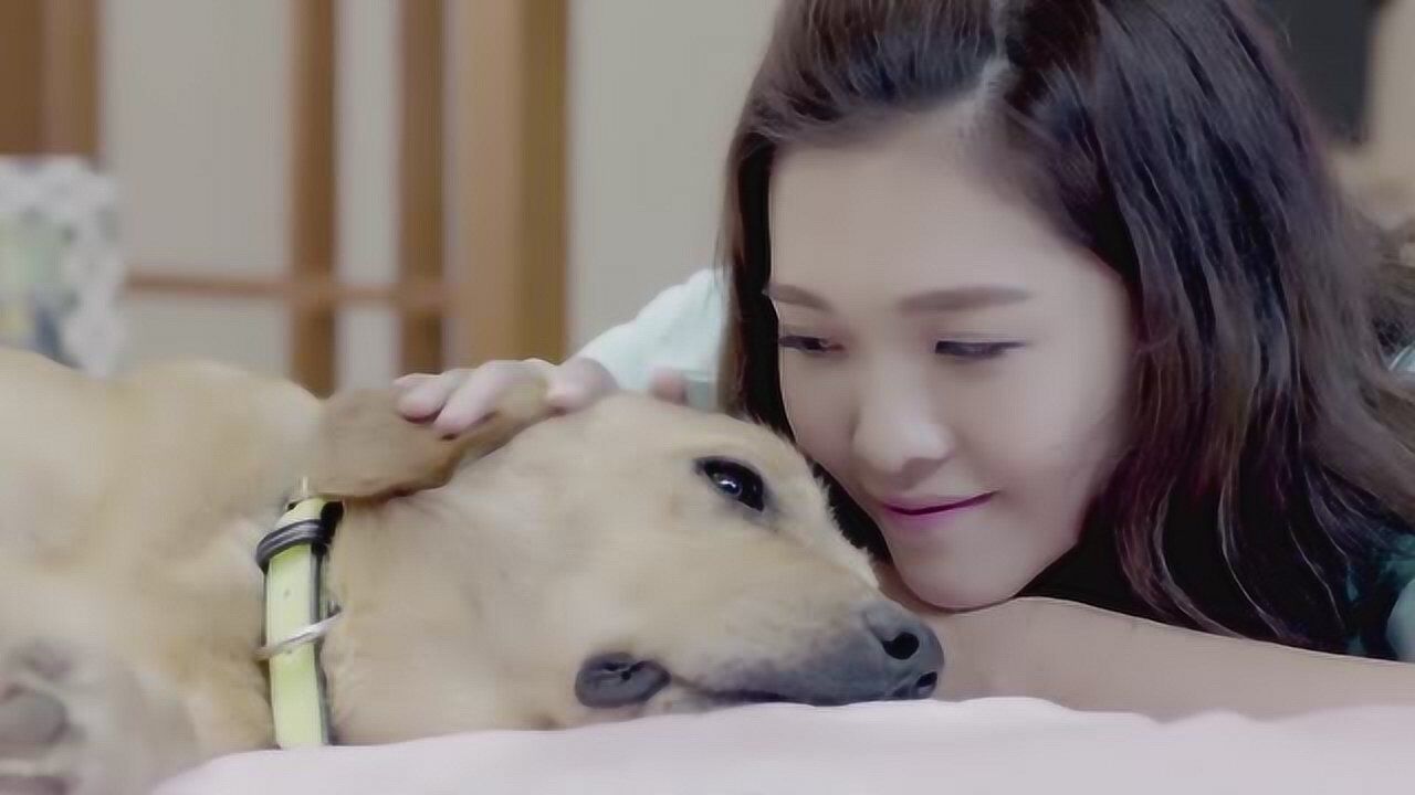 神犬小七3精彩速看_神犬小七:这段真的看哭了,小七不想伟大,只想陪着主人呀_高清1080P在线观看平台_腾讯视频