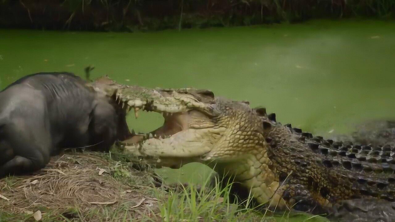 鳄鱼没有声带它们是如何发出叫声饲养员说出了真相