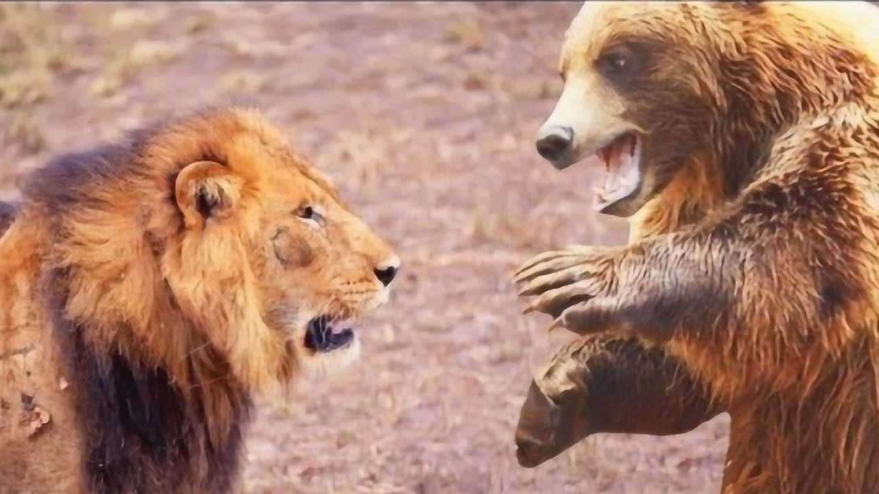 实拍狮子大战300斤黑熊,狮子大开杀戒,两者打架场面太激烈!