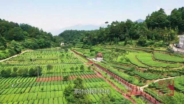 夷陵满山茶树——村香