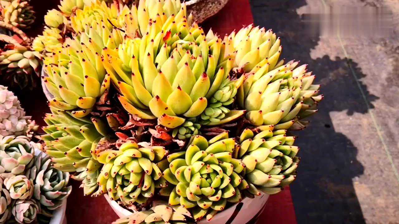 云南多肉植物欣赏:米兰达群生,黑色叶尖有那么一点独特!