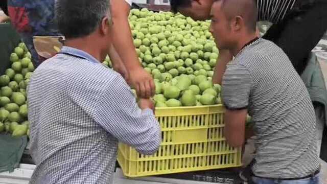 甘肃早酥梨大丰收,地头收购价到底多少?为啥你买的水果那么贵