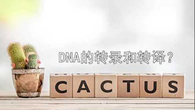 DNA的转录和转译?