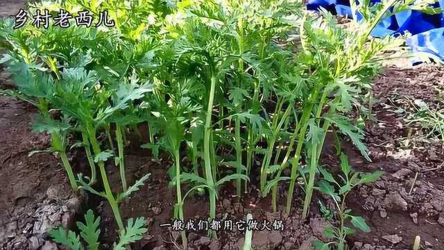 茼蒿种植小窍门,常吃对大脑有好处,这样种的茼蒿茎秆鲜嫩产量高