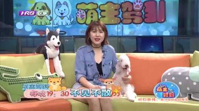 贝林顿你了解吗?来一起看看吧