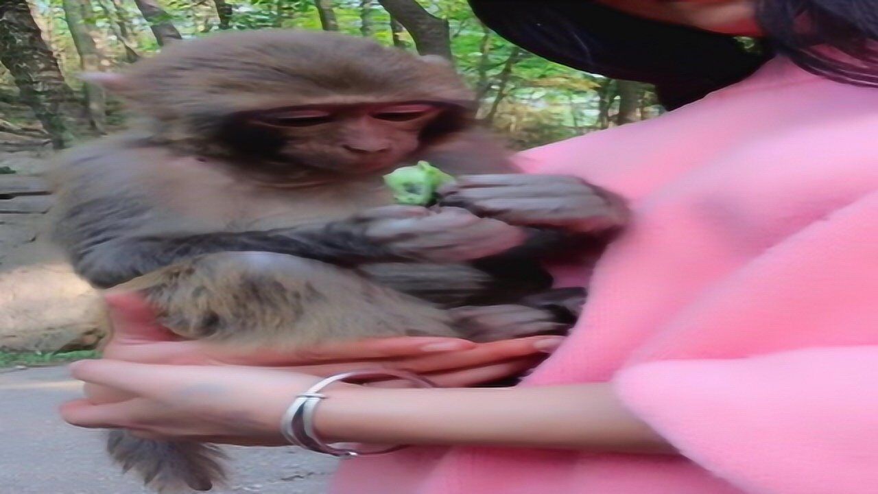 美女把小猴子抱在怀里,小猴子也太乖了吧