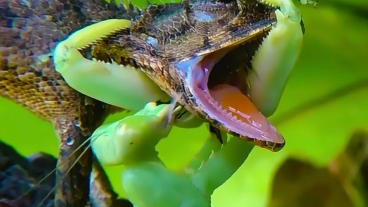 螳螂与蜥蜴打架,结果很意外!