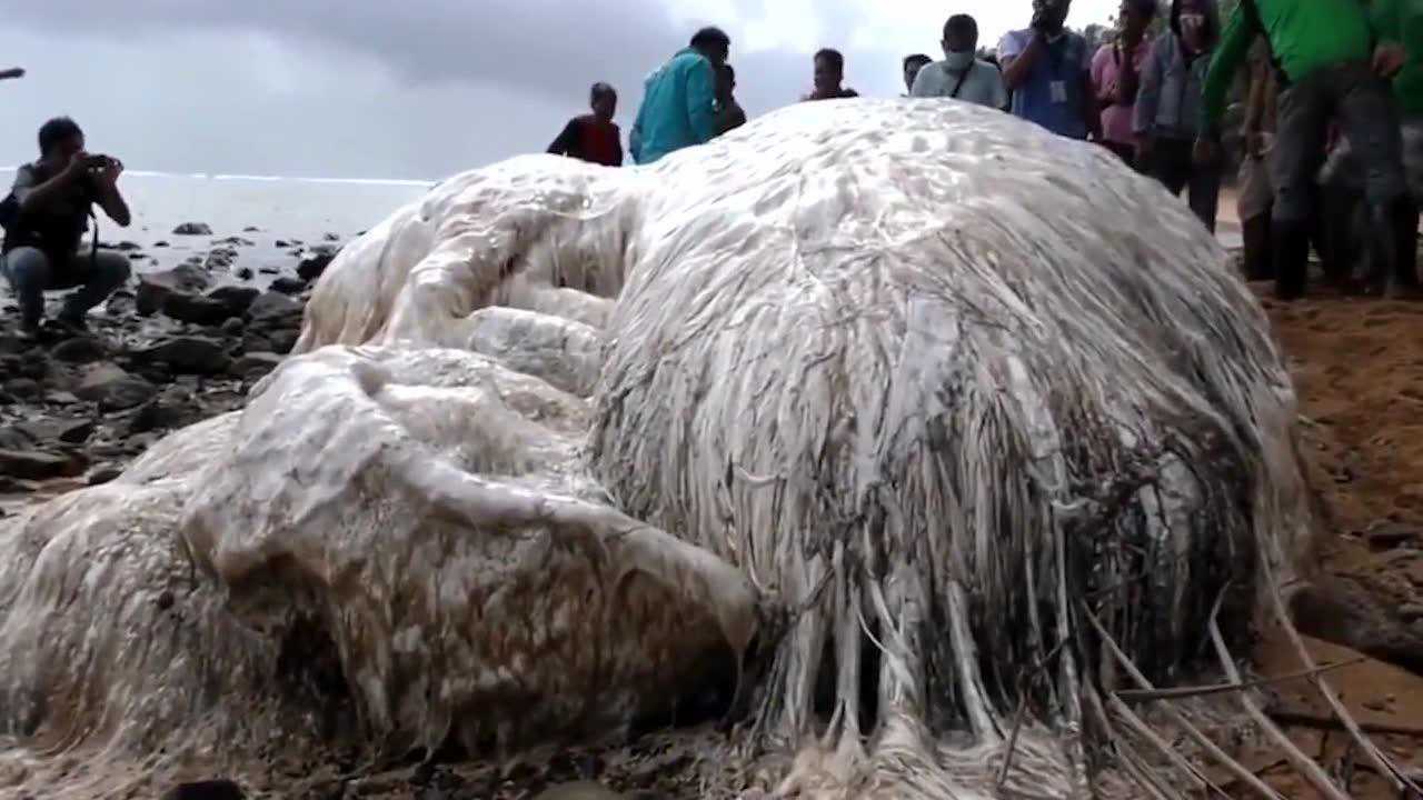 南非海怪真的存在身体覆盖白色长毛是远古生物还是变异而来