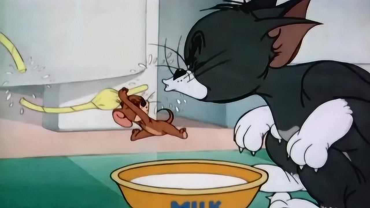 暖心的杰瑞知道泰菲喜欢喝牛奶冒着危险从汤姆那偷牛奶