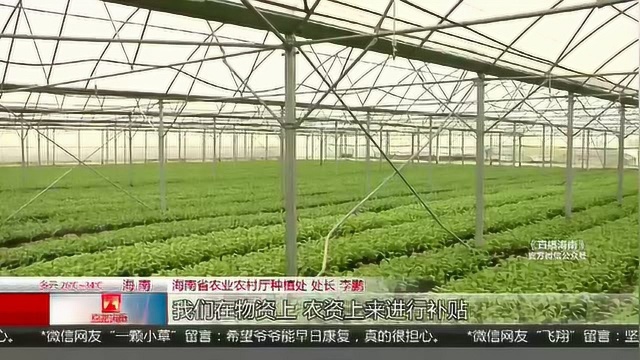 海南研究制订“菜篮子”项目补贴办法