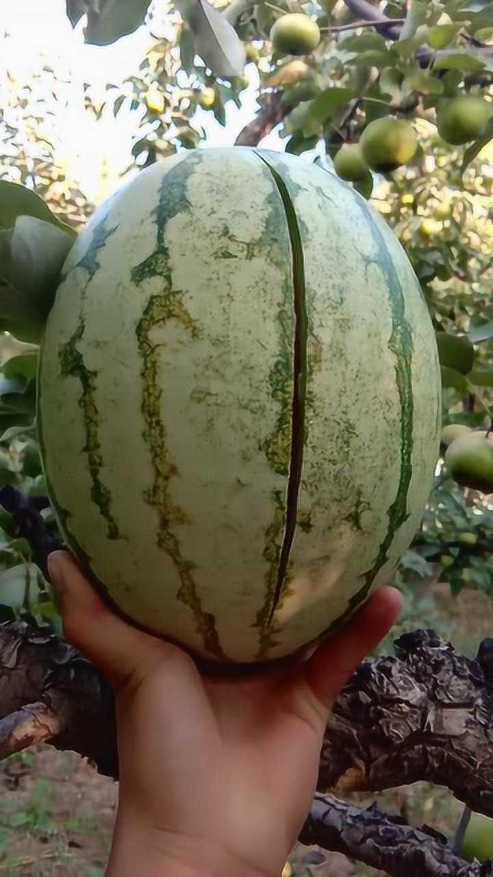 一刀下去就爆裂的西瓜,肯定得是个好瓜