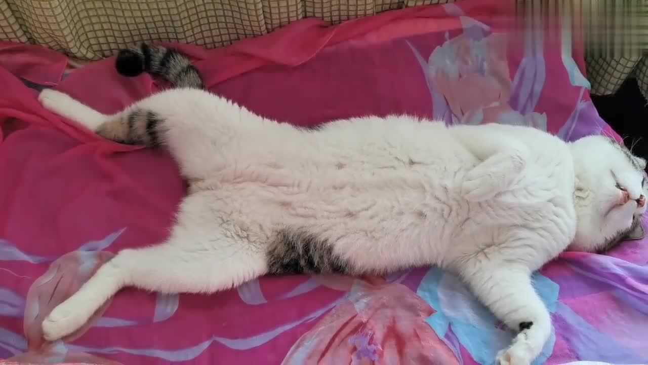 猫咪像个蛤蟆露着白肚皮睡着,整个嘴都笑得合不拢嘴…真幸福!