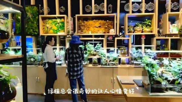 人造微景观生态缸,体验微缩山水风景,让你的心情变得更好……