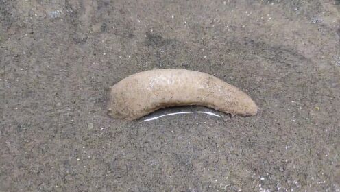 赶海又见海玉米,会发绿光真有趣,回家做海参炒面很特别