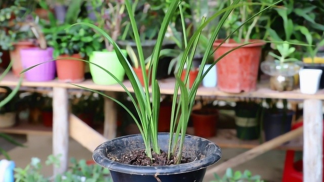 新手养兰花,选盆和种植一定要注意“两个雷区”,植株越长越旺盛