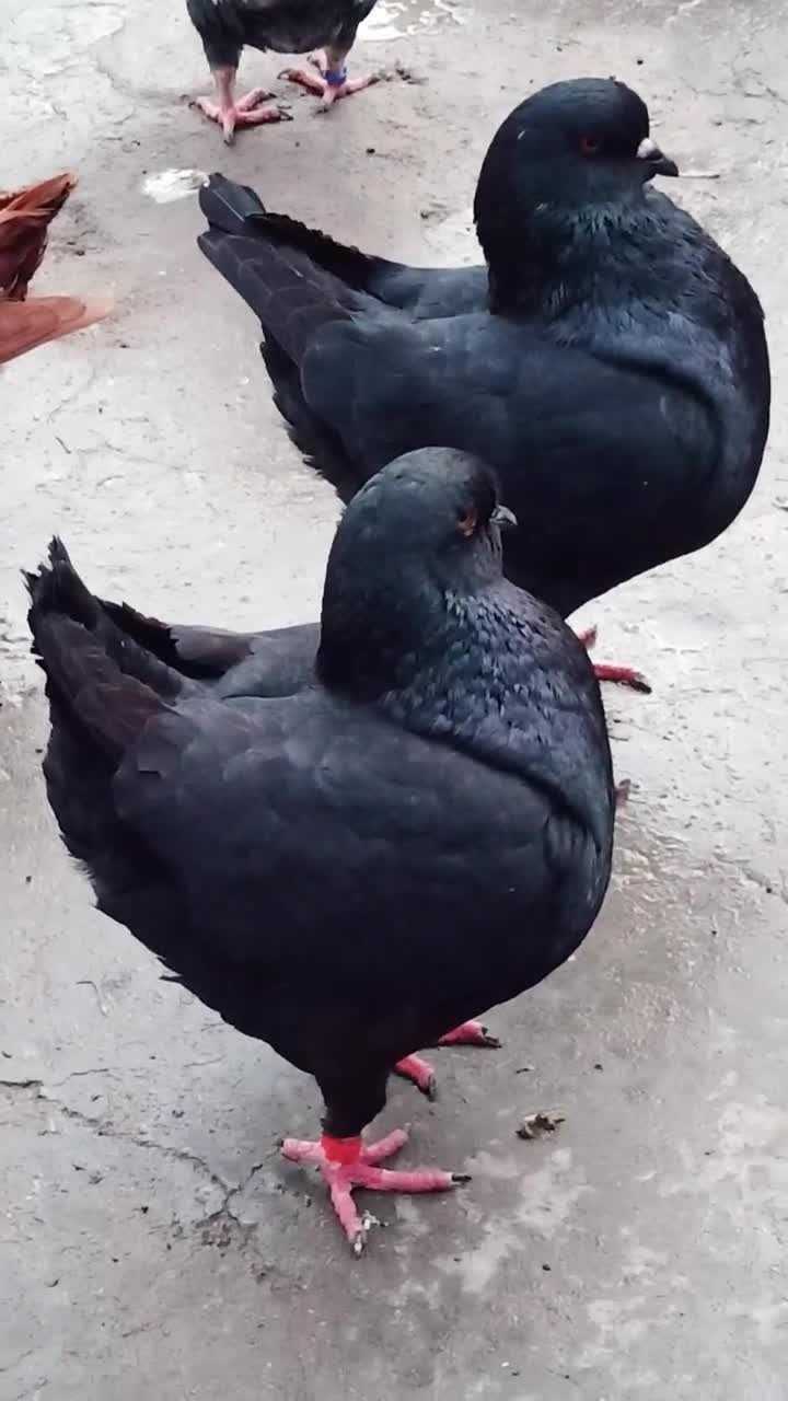 看这两只纯黑大金元宝鸽,真是神采奕奕威武霸气啊!
