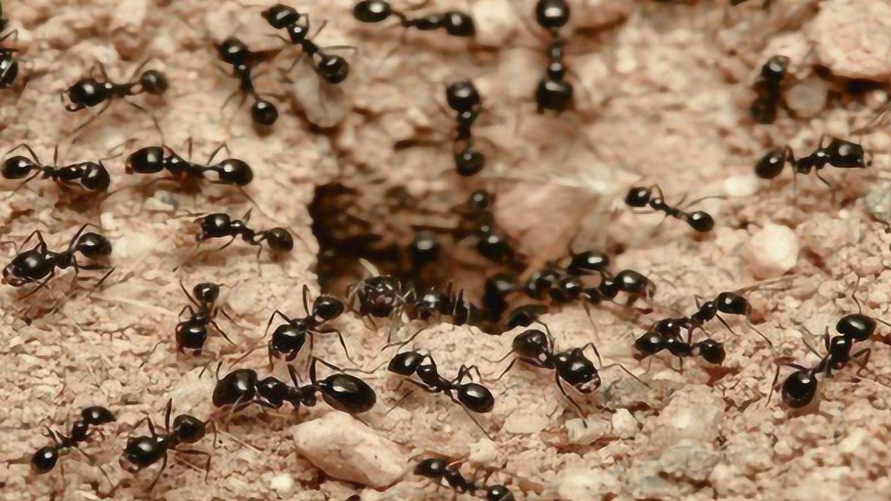 家里有蚂蚁不要急,用这个土方法,就能让蚂蚁全部都搬走