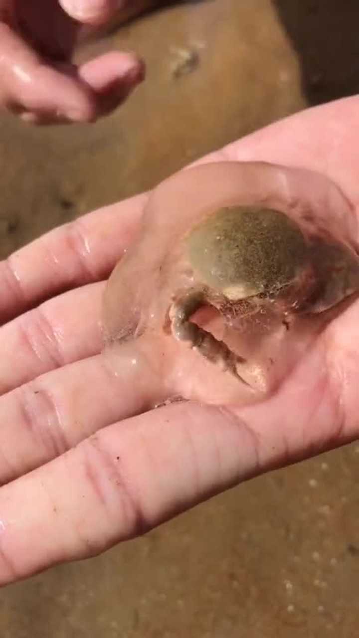 螃蟹原来是从蛋里孵化出来的