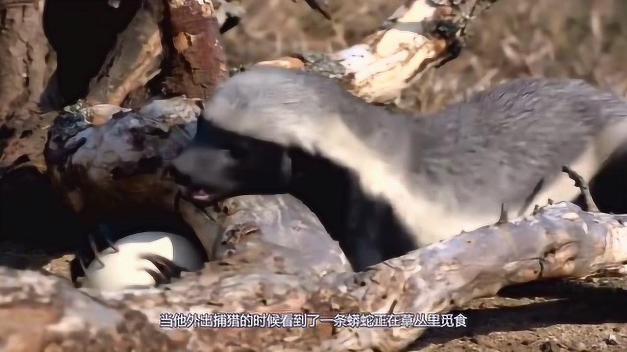 平头哥捕猎蟒蛇遭反杀,关键时刻豺狼赶来相助,镜头记录全过程