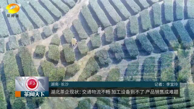 疫情之下的湖北茶企现状:首先是要“活”下去茶闻天下