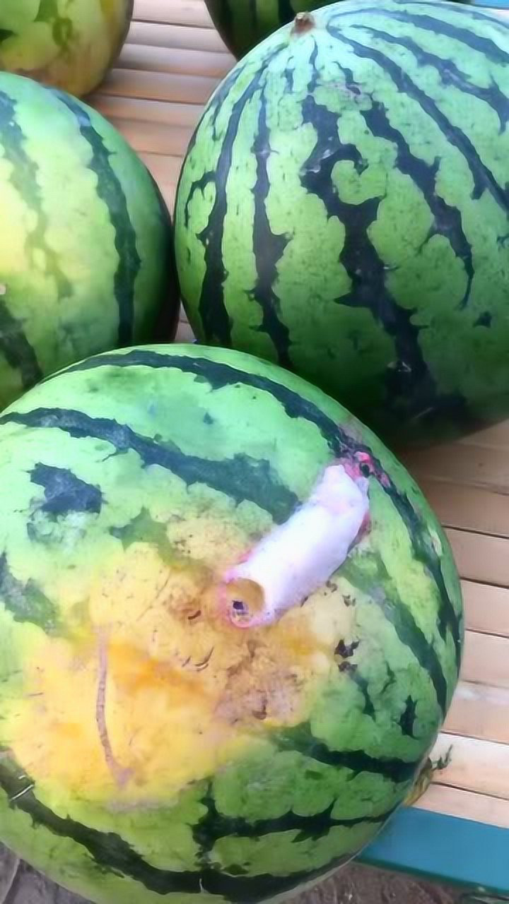 西瓜成熟的表现是裂开了那西瓜吐泡还烂了个洞是什么意思