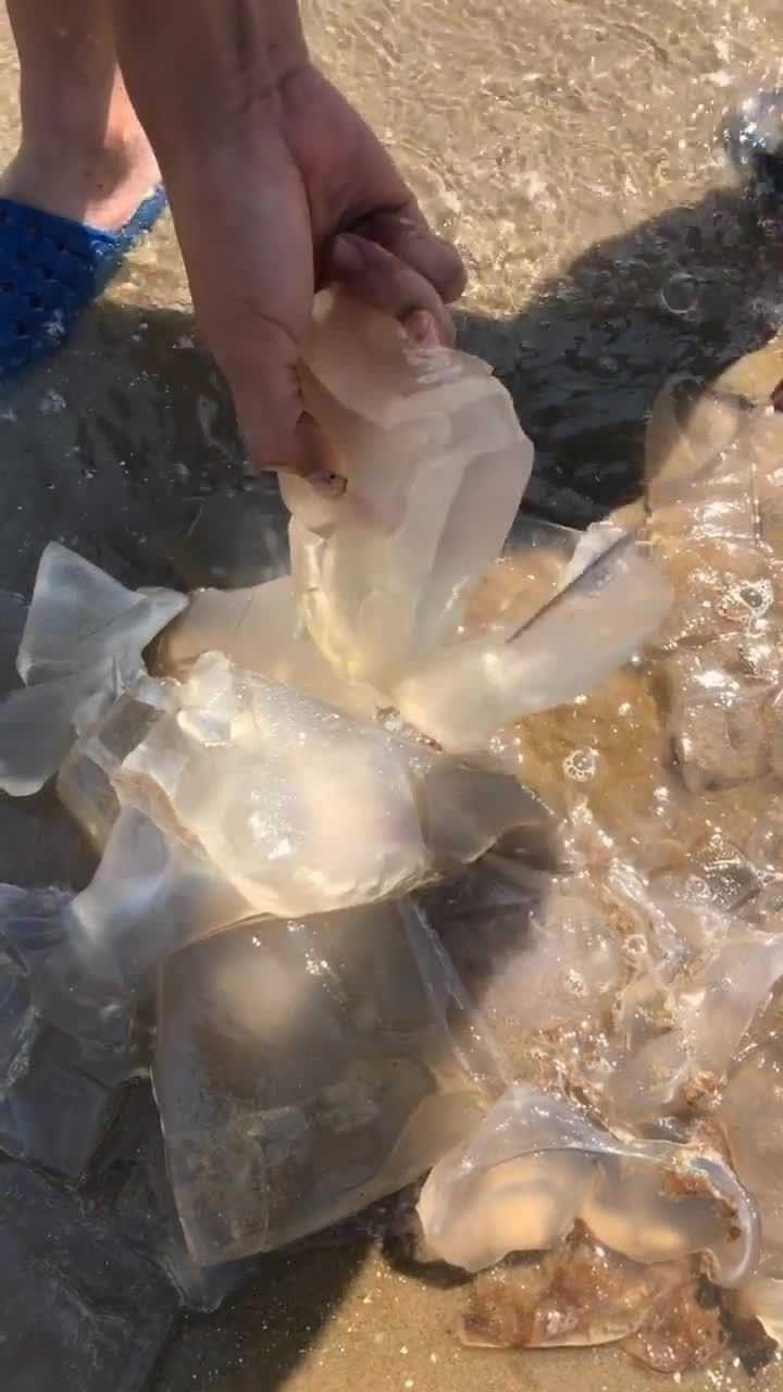 给大家切个水母,这个晶莹剔透的很像果冻啊!_腾讯视频