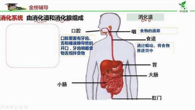 消化与吸收第1课时
