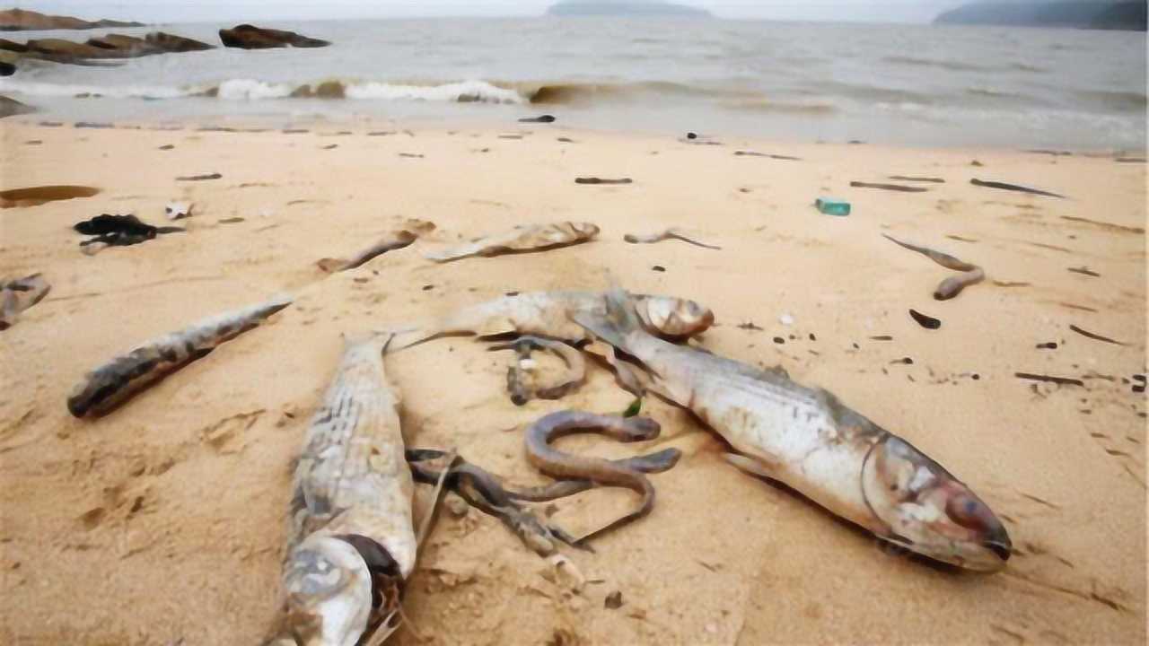 长江黄河都是淡水河那么流入海里时其中的鱼会死亡吗