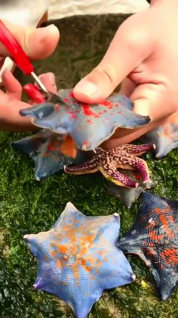 海星内脏是这样的,剪开的一瞬间,真是没谁了