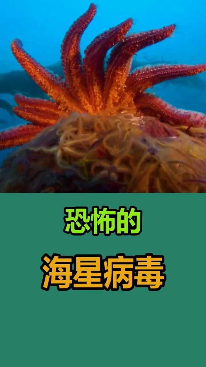 恐怖的海星病毒