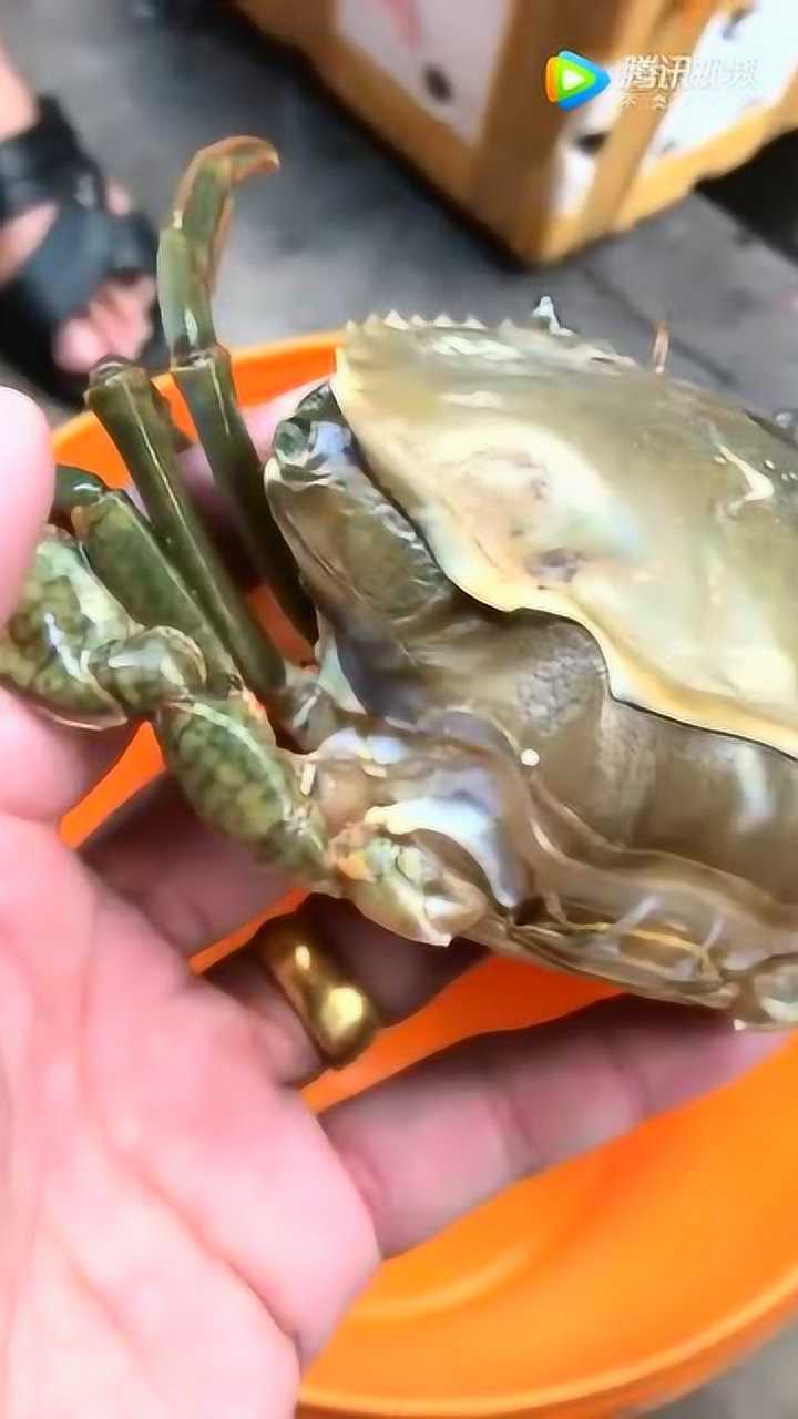 这螃蟹脱壳竟然脱不掉了