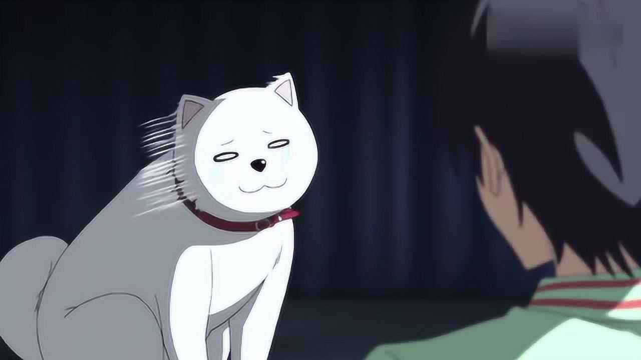 笨女孩笨女孩回家看到男主对大白狗这么好疯狂吃醋