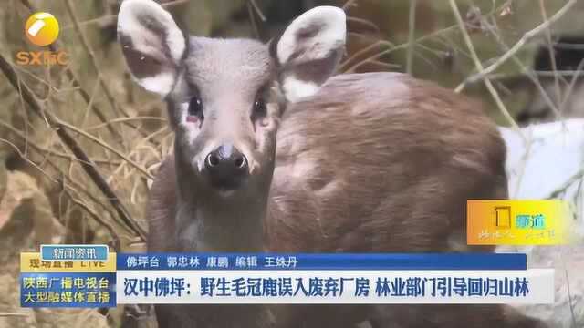 野生毛冠鹿误入废弃厂房 林业部门引导回归山林