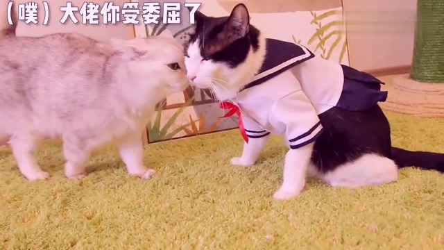 小猫咪们集体被换上“女装”,真的太萌了,不愧是“喵星人”!