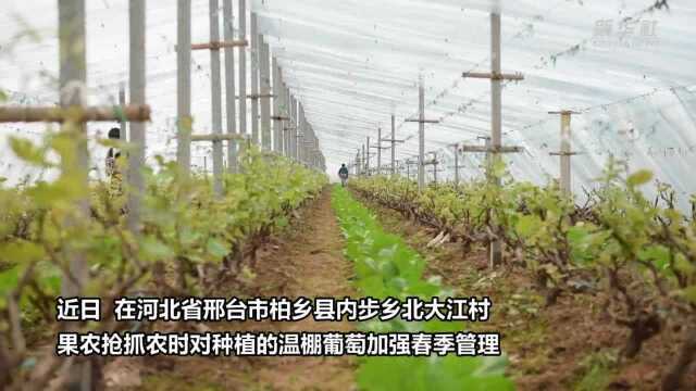 河北柏乡:葡萄温棚春管忙