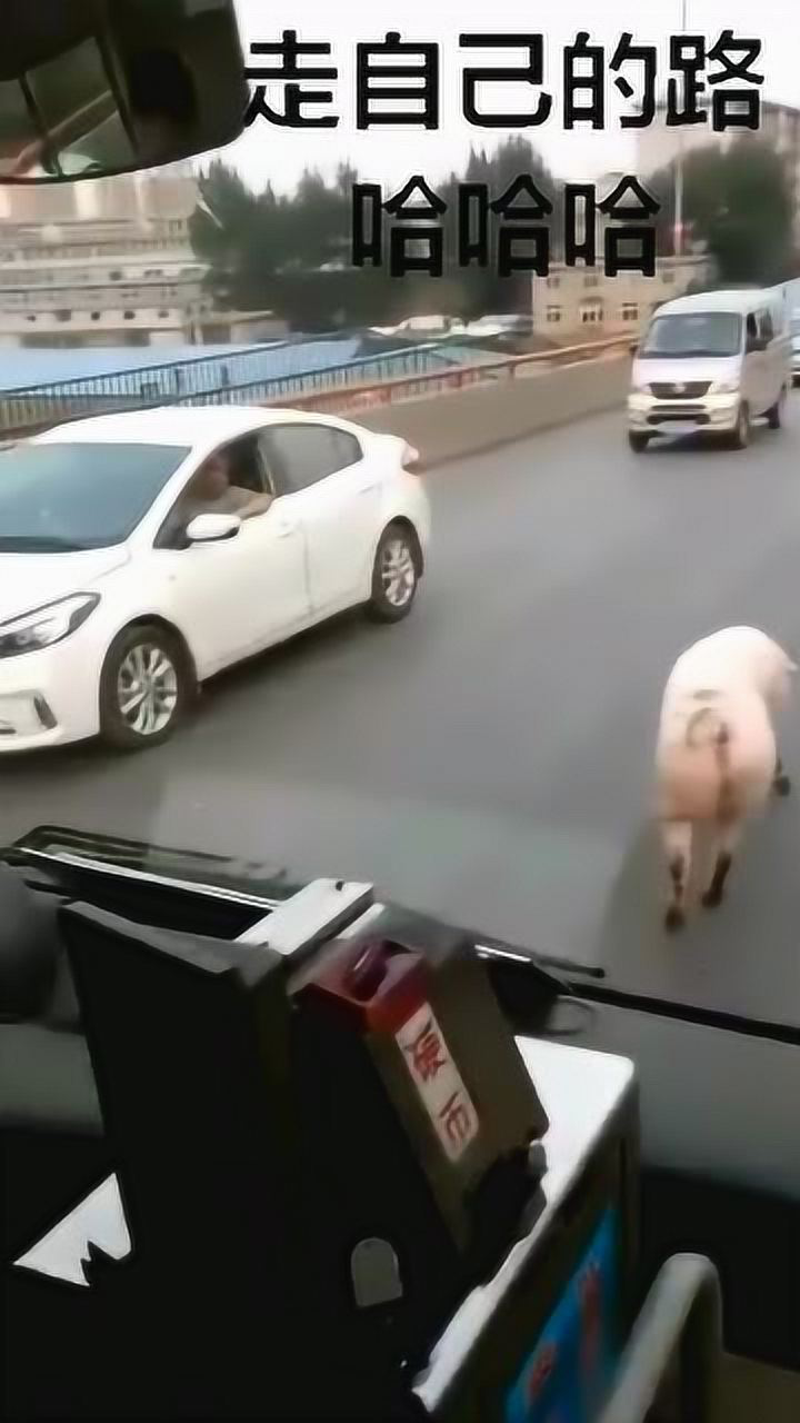 猪走路屁股一扭一扭的姿势太妖娆了