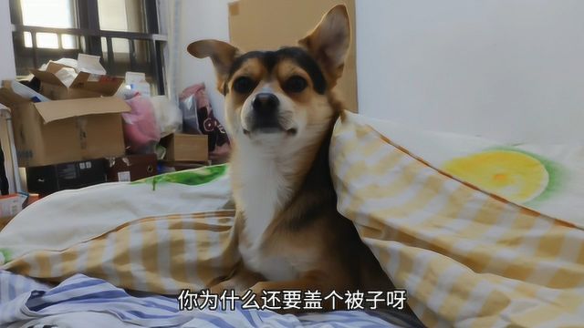 狗狗睡觉非要盖被子,还在里面放屁暖被窝,这狗成精了?