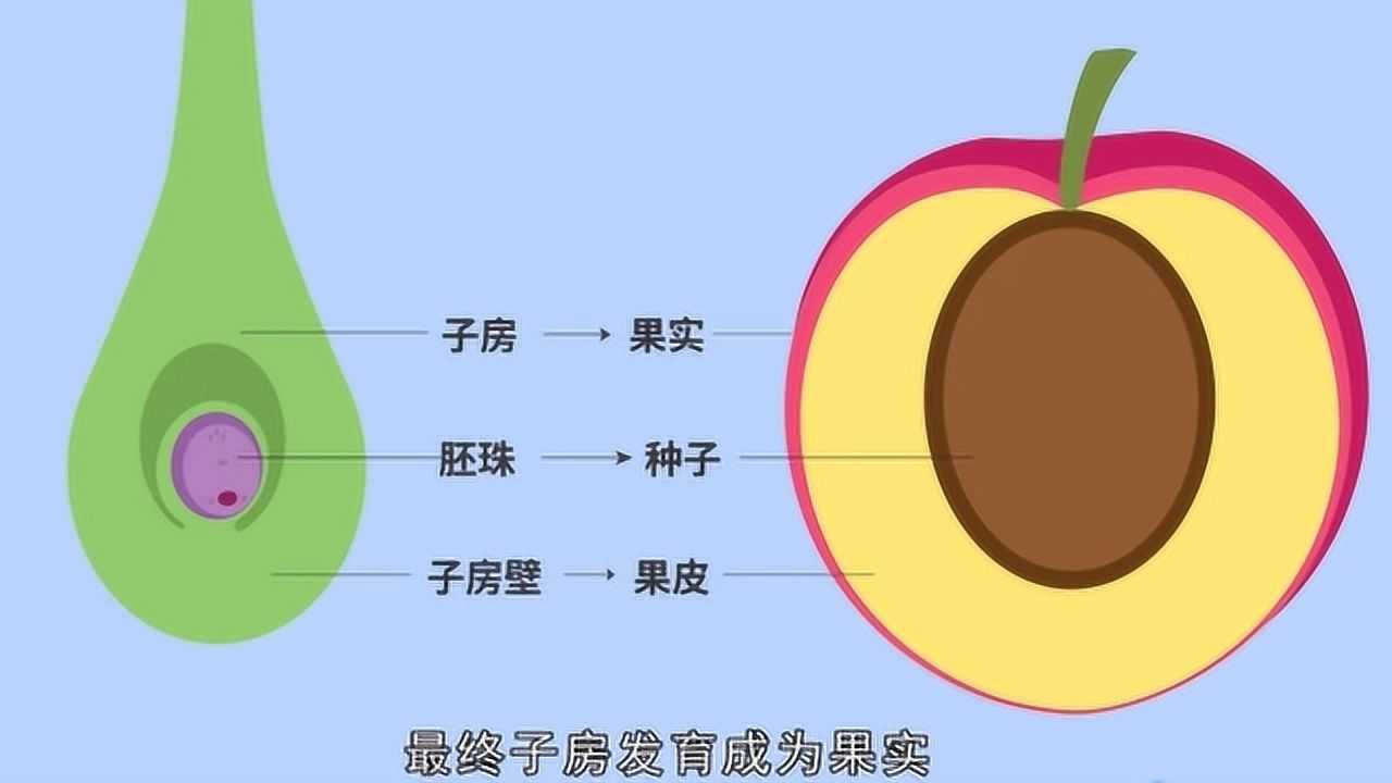 植物的果实是怎样形成的动画演示果实形成的全过程