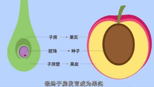 植物的果实是怎样形成的?动画演示果实形成的全过程_腾讯视频