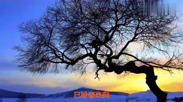 经典金曲!《雁南飞》情意绵绵,嗓音忧伤动情