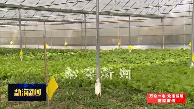 州政协副主席黄志高到勐遮镇调研