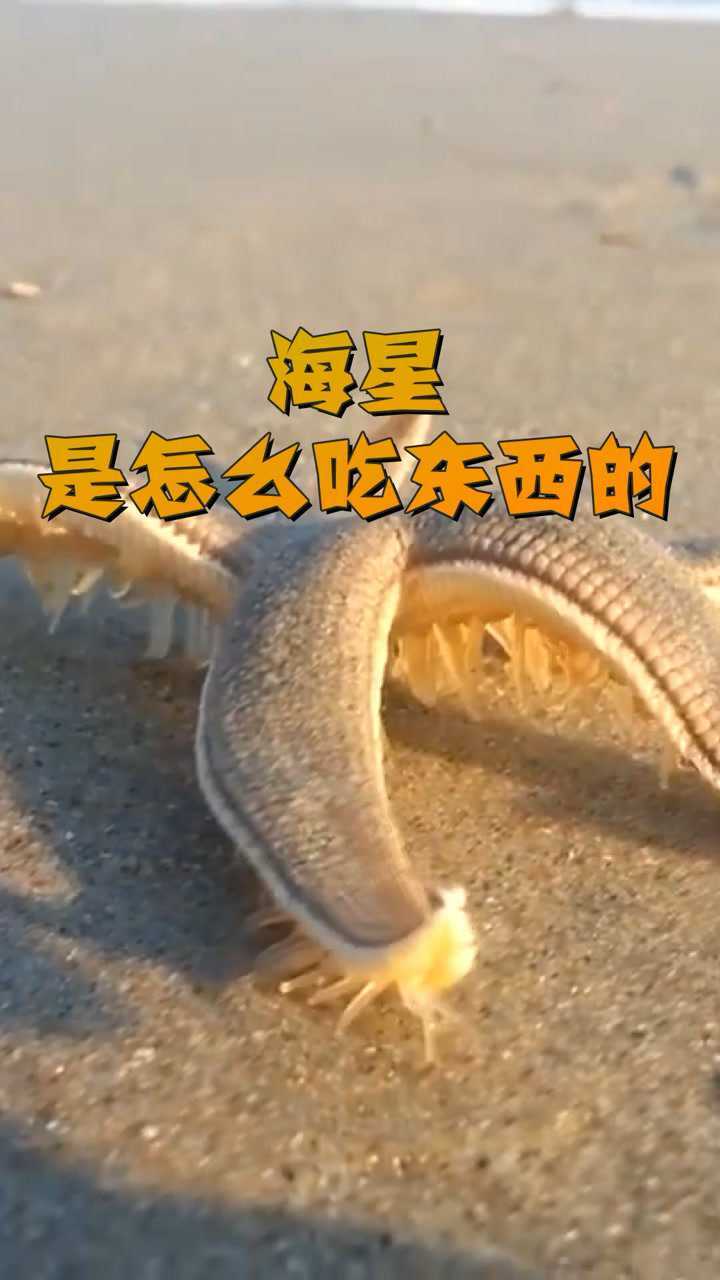 海星是怎么吃东西的