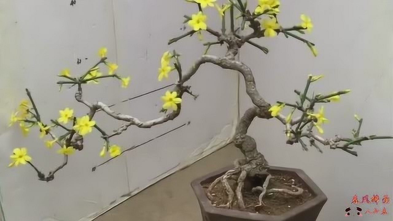 迎春花树做盆景效果如何精致小巧造型美观知道我花了几年功夫打造的吗