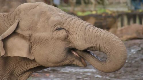 亚洲象,世界上鼻子最长的动物, 最长达1.86米,象牙也长达1米多