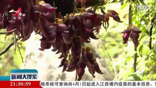 宜春:禾雀花开 百雀朝枝