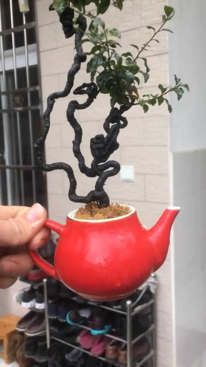 实拍老表刚做的一盆阴芽金弹子盆景大家觉得怎么样