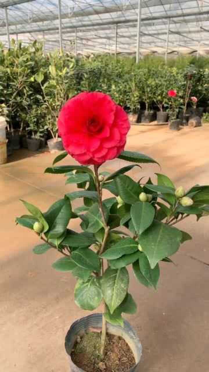 这是青叶贝拉茶花非常漂亮的一种花我非常喜欢