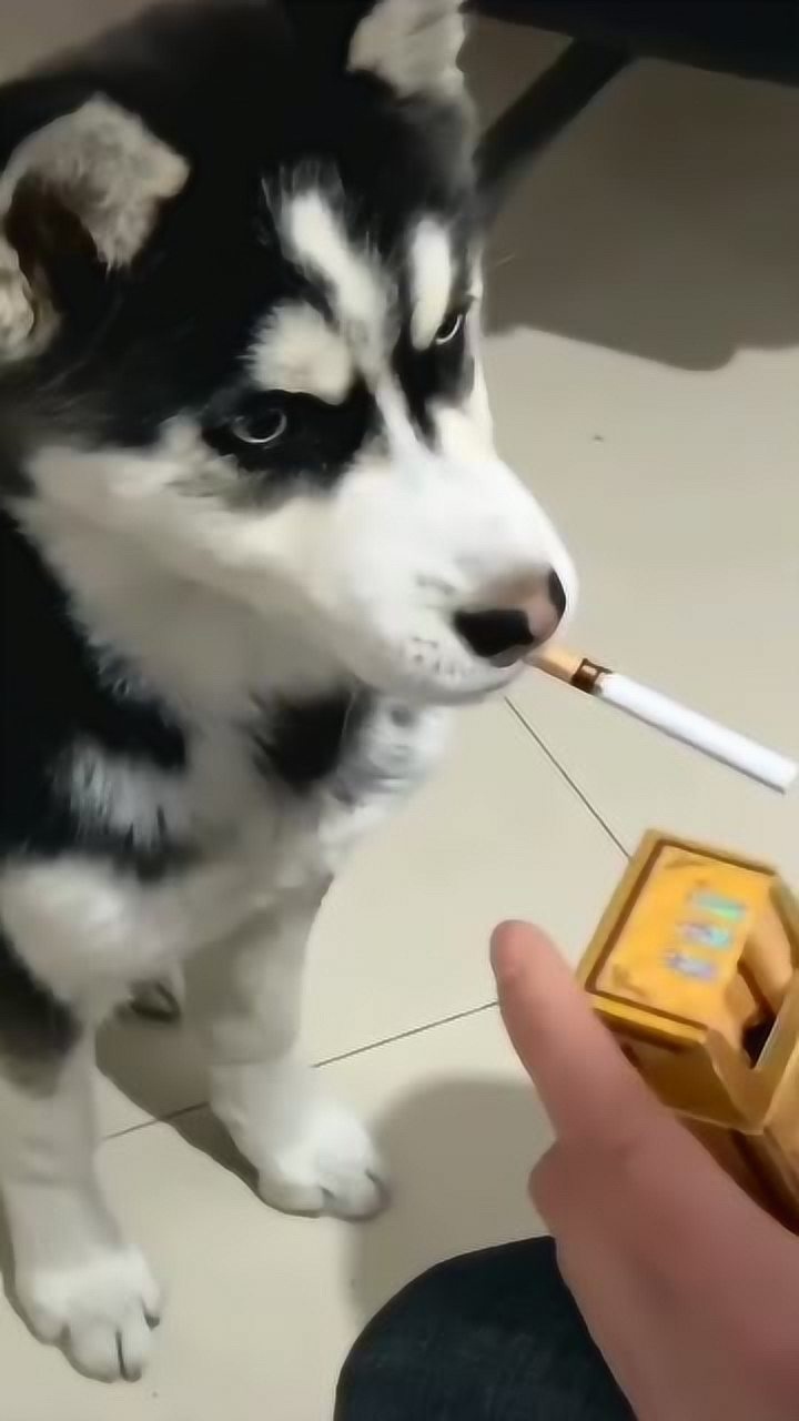 成精的二哈要叼烟