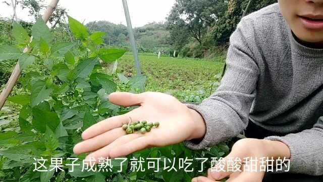 别名龙葵 又名白花菜 有清热解毒 口干舌燥之功效