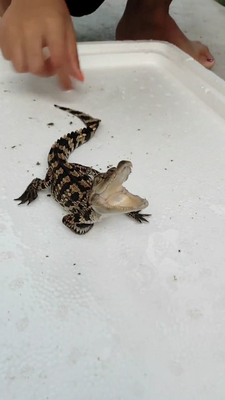 极具攻击性的鳄鱼宝宝,这一口犀利的牙齿吓到我了